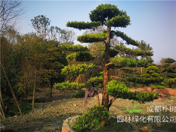 罗汉松怎么样？